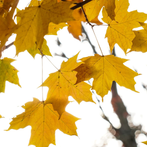 Feuilles d'automne