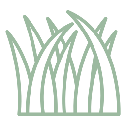 herbe