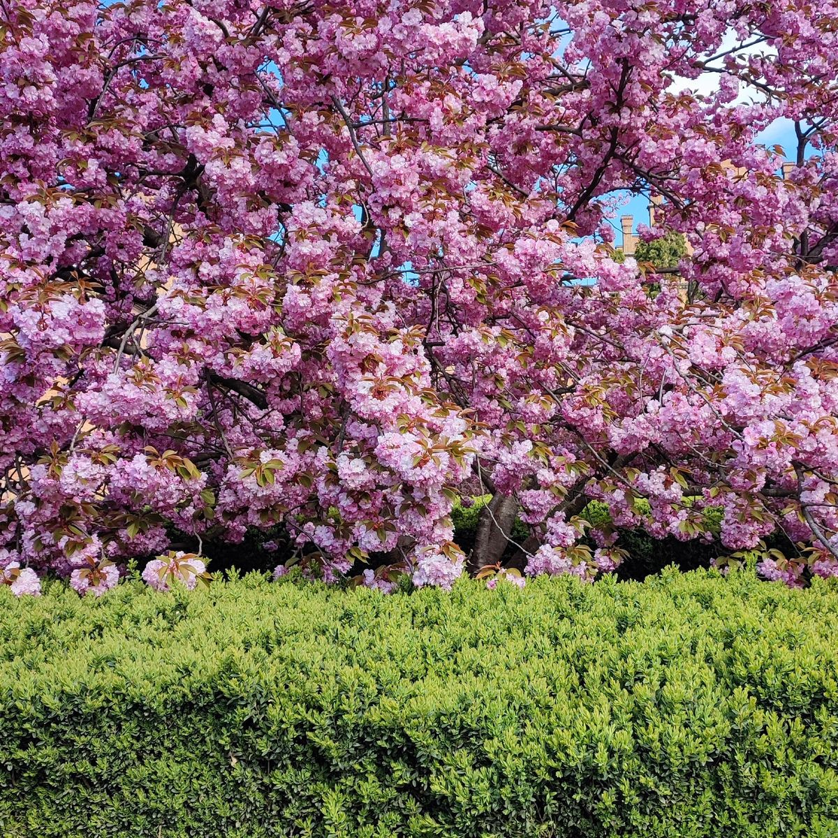 Haie taillée et arbre en fleurs