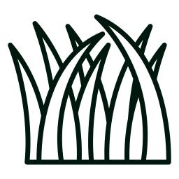 herbe (2)