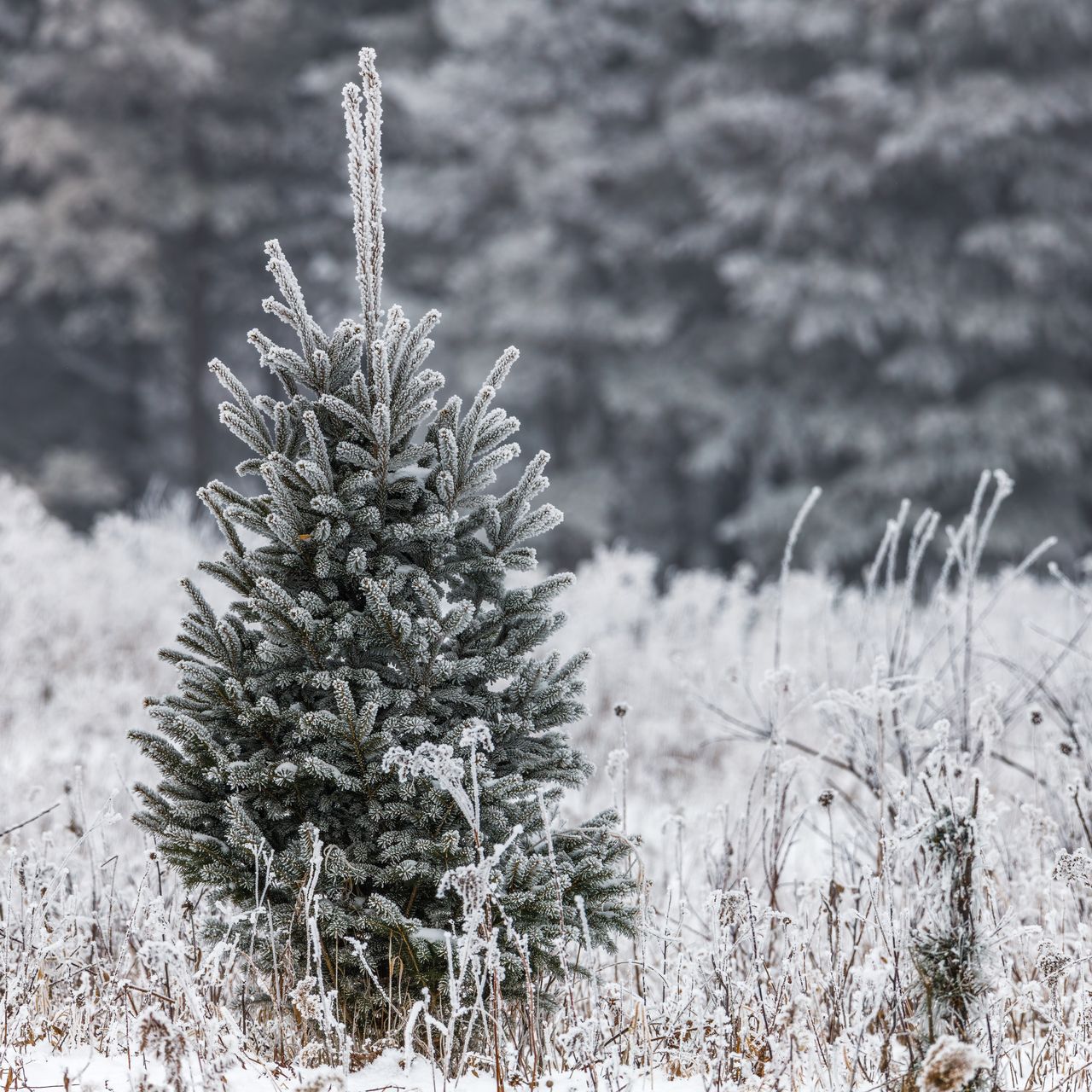 hiver libelune
