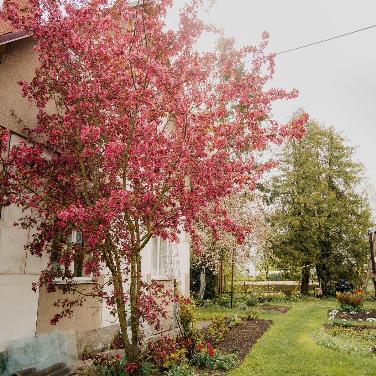 Jeune arbre planté dans un jardin