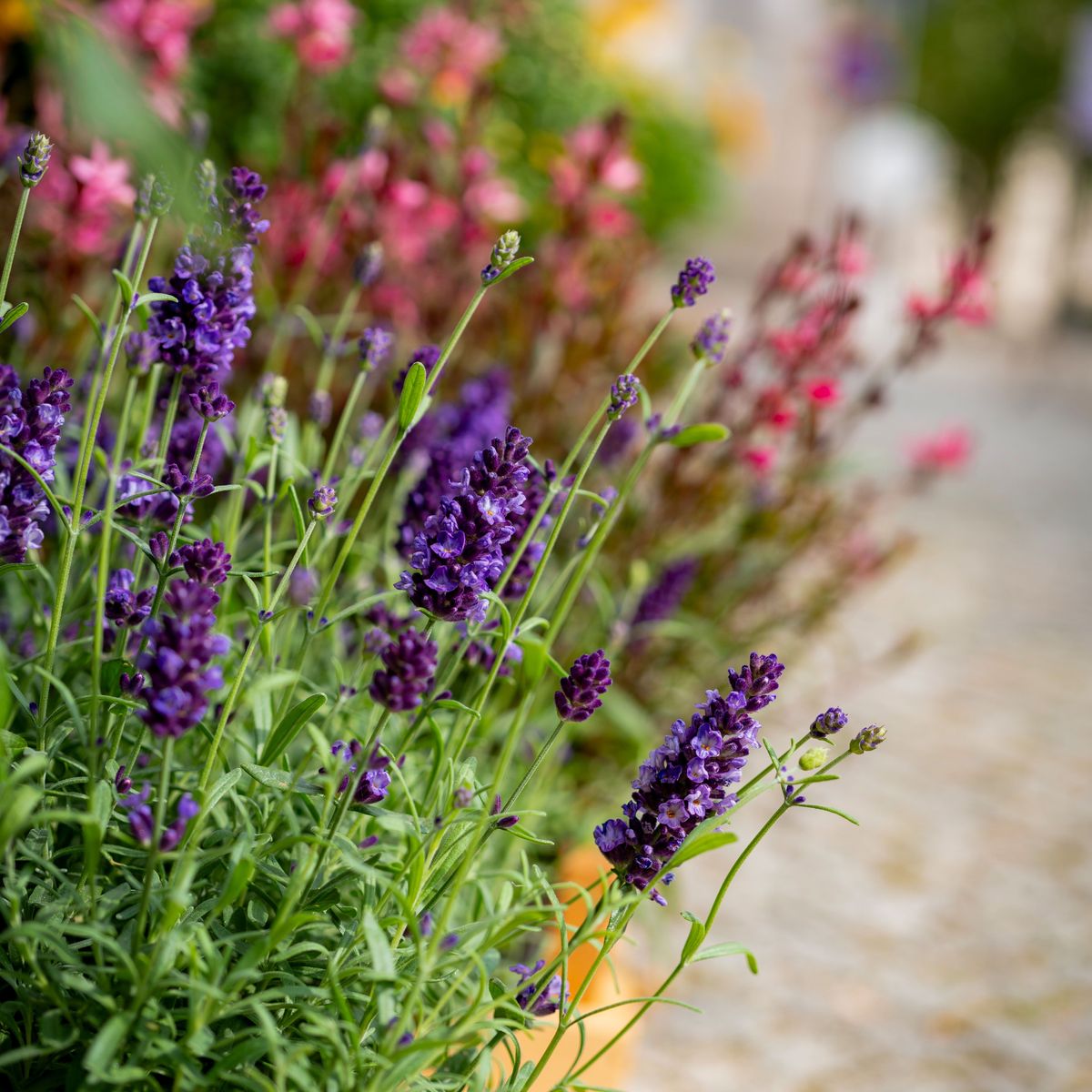 Massif de lavande en fleurs