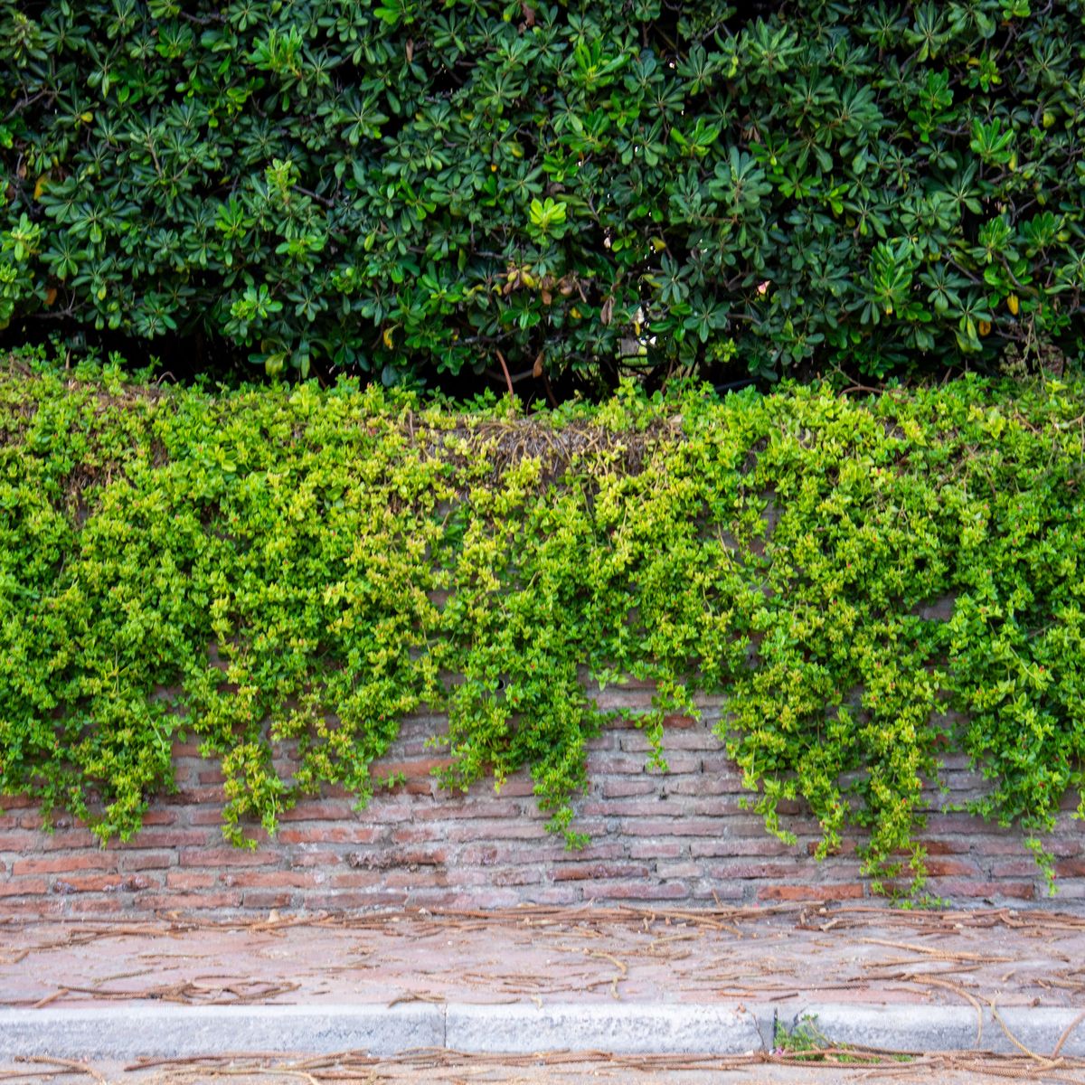 Plantes grimpantes palissées sur un mur