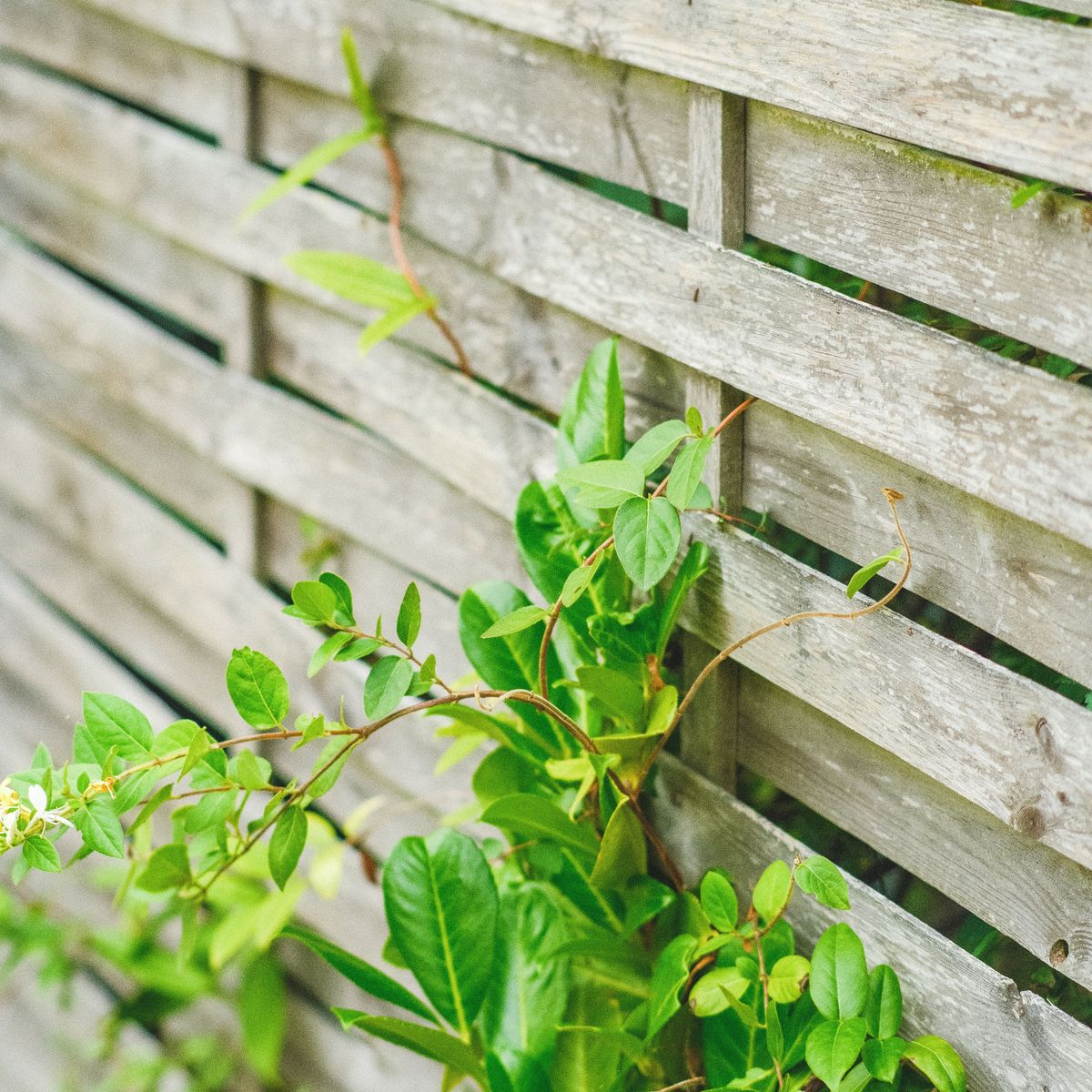 Palissade en bois et végétation